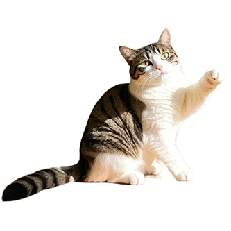 cat-002.png