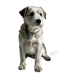 dog-new.png