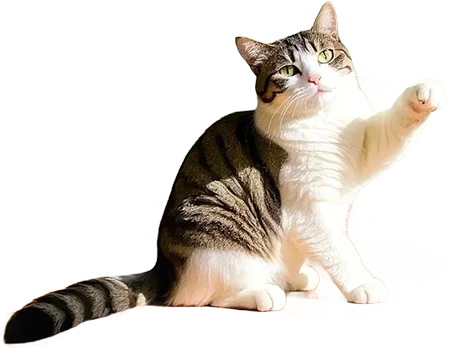 choose the best option for your pet