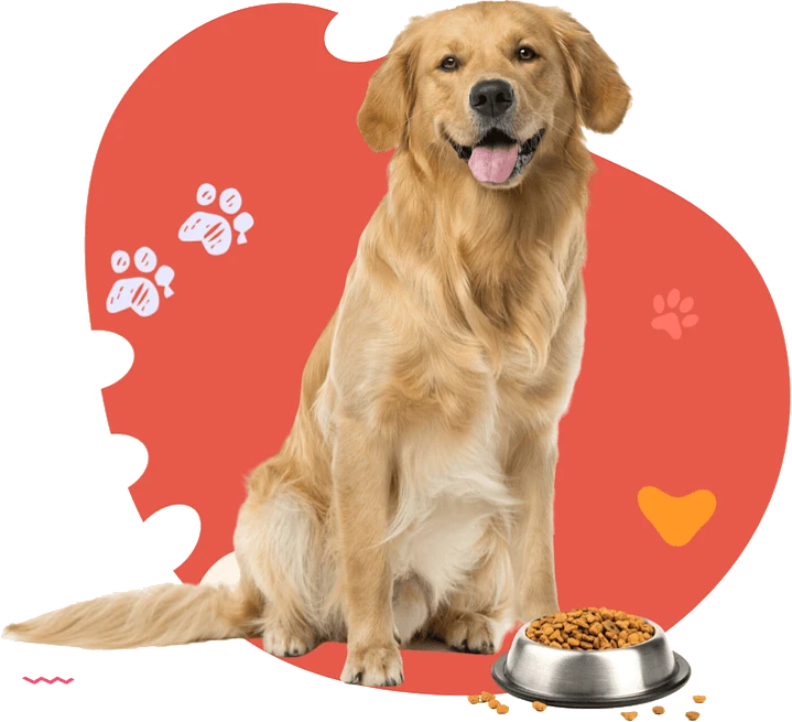 product category dog