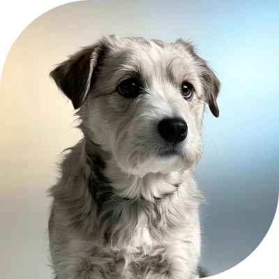 where love meets innovation2s